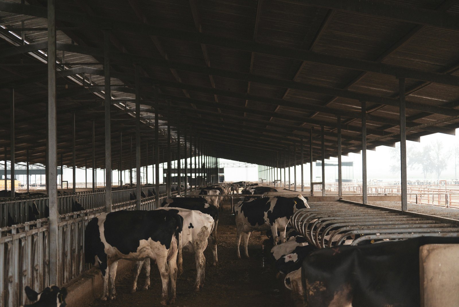 A modern shed design lifted comfort, hygiene, and daily control.