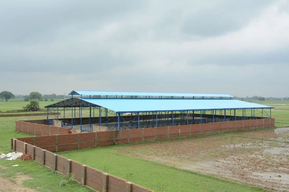 Cow Dairy Cattle Shed