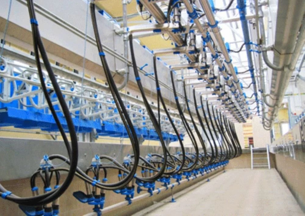 Swingover Milking Parlour